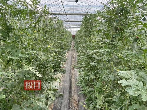 武汉群众吃瓜视频曝光,街头奇闻轶事引热议