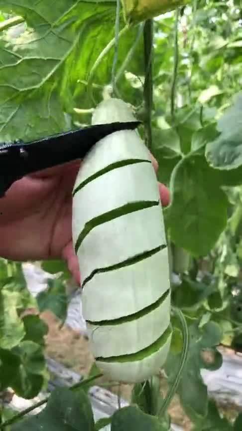 狗可以吃脆瓜,脆瓜成为宠物新宠