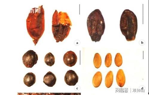 刘贺吃瓜群众,吃瓜群众眼中的娱乐圈风云人物