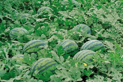 韩城吃瓜 图片欣赏