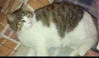 猫咪也有吃瓜群众,猫咪的娱乐生活揭秘