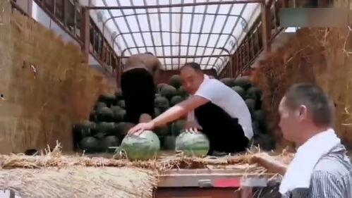 新乡学院吃瓜现场,校园风云一幕