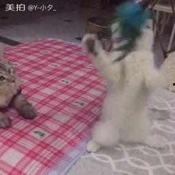 大爷当吃瓜群众,笑谈世间百态