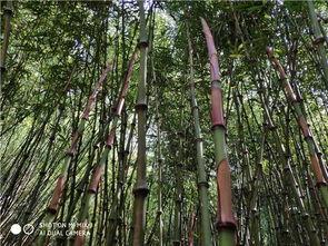 西南林业吃瓜,吃瓜群众的欢乐盛宴