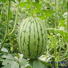 梦见自己吃梨瓜,揭秘吃梨瓜的神秘寓意