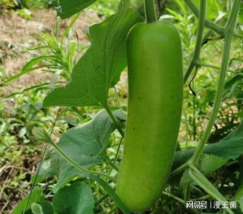 晚上吃瓜拍照,揭秘晚间美食拍照新风尚