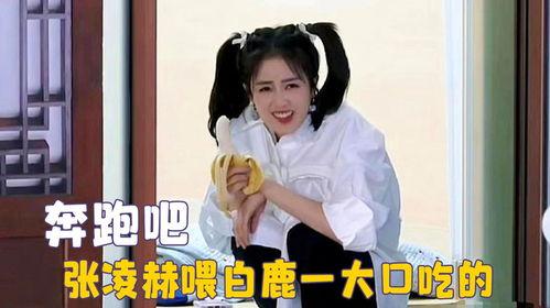 白鹿蹲地吃瓜,揭秘野生明星的悠闲生活