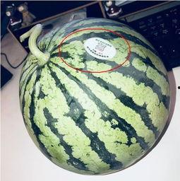 日照网红吃瓜,揭秘幕后故事与热门话题